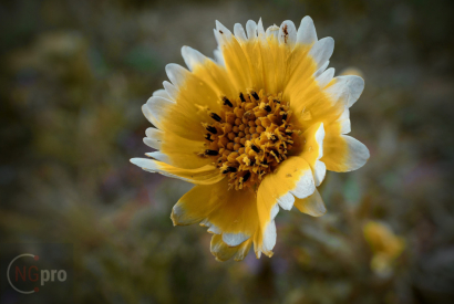 Technika „focus stacking“ – strašiak, pomocník, alebo zbytočnosť?