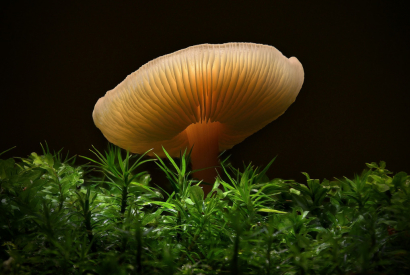 Focení makro snímků a Leofoto – jde to vůbec dohromady?